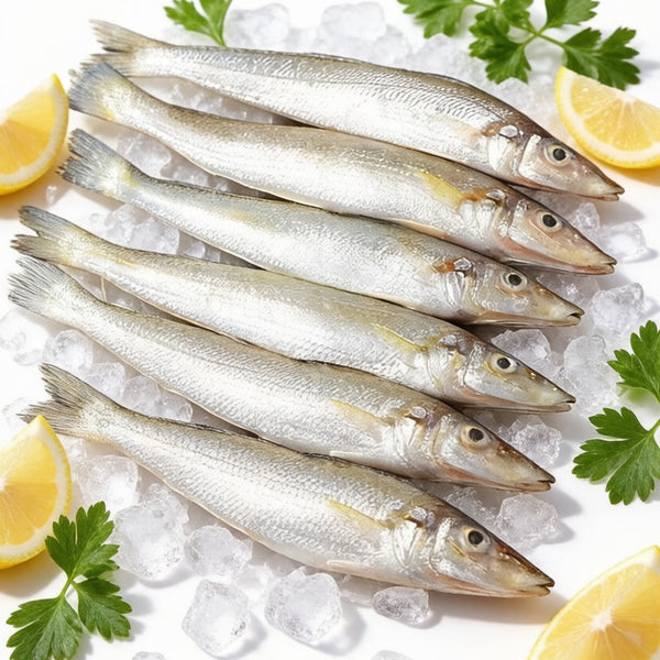 Sardine